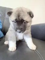 AKC American Akita 2F, a female Akita for sale in Akron, OH – 3 of 4