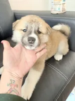 AKC American Akita 1F , a female Akita for sale in Akron, OH – 5 of 8