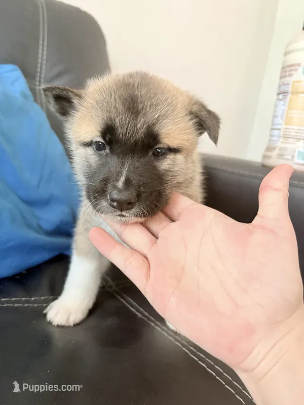 AKC American Akita 6F  – Akita puppy for sale in Akron, OH