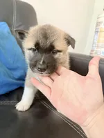 AKC American Akita 6F , a female Akita for sale in Akron, OH – 1 of 2