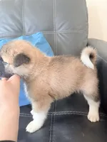 AKC American Akita 6F , a female Akita for sale in Akron, OH – 2 of 2