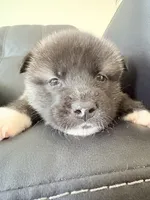 AKC American Akita 4M , a male Akita for sale in Akron, OH – 3 of 3