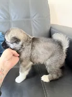 AKC  American Akita 5M , a male Akita for sale in Akron, OH – 3 of 3