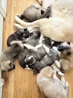 AKC American Akita 1F , a female Akita for sale in Akron, OH – 8 of 8
