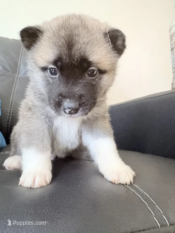AKC American Akita 2F – Akita puppy for sale in Akron, OH