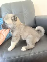 AKC American Akita 2F, a female Akita for sale in Akron, OH – 2 of 4