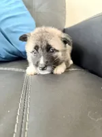 AKC American Akita  8F, a female Akita for sale in Akron, OH – 2 of 4