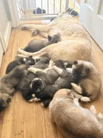 AKC American Akita 2F, a female Akita for sale in Akron, OH – 4 of 4