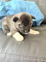 AKC American  Akita 7F , a female Akita for sale in Akron, OH – 3 of 3