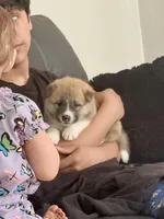AKC American Akita 1F , a female Akita for sale in Akron, OH – 2 of 8