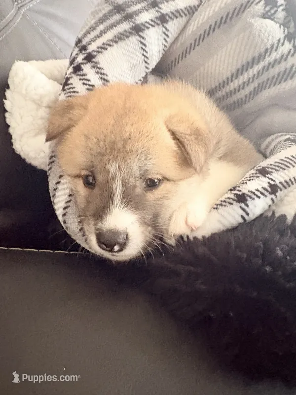 AKC American Akita 1F  – Akita puppy for sale in Akron, OH