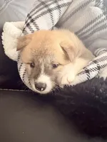AKC American Akita 1F , a female Akita for sale in Akron, OH – 1 of 8
