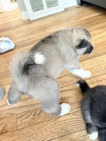 AKC American Akita  8F, a female Akita for sale in Akron, OH – 4 of 4