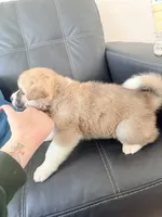 AKC American Akita 1F , a female Akita for sale in Akron, OH – 6 of 8