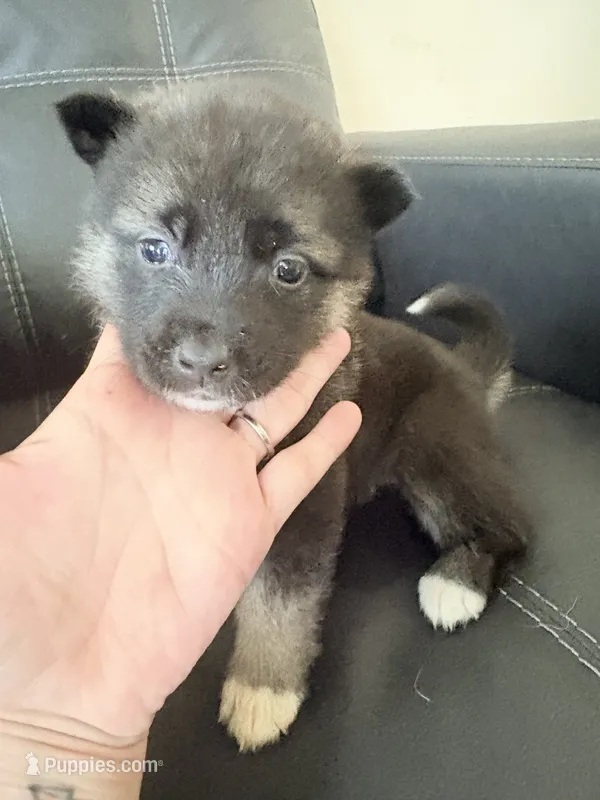 AKC American  Akita 3F  – Akita puppy for sale in Akron, OH