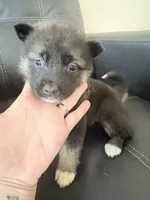 AKC American  Akita 3F , a female Akita for sale in Akron, OH – 1 of 4