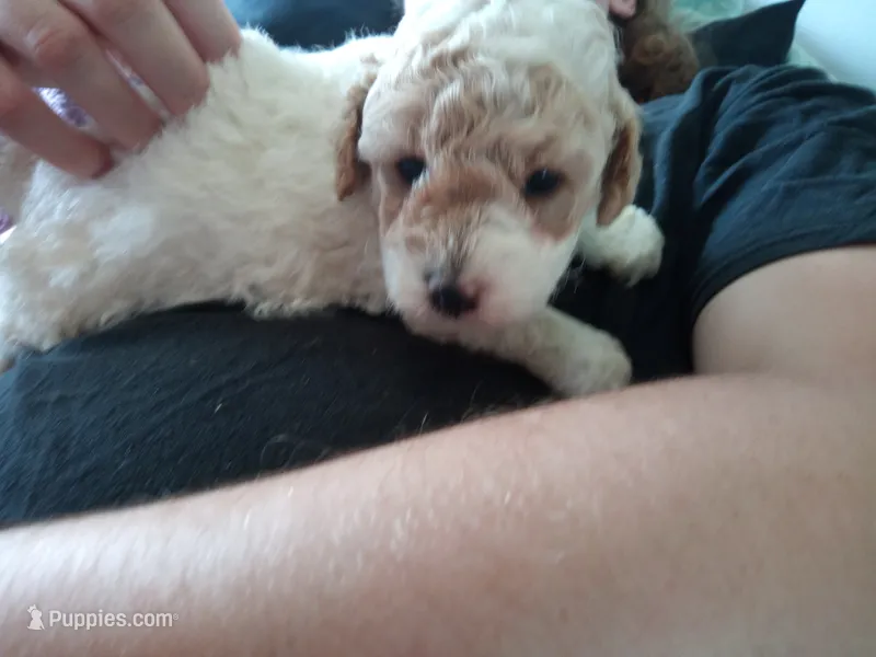 🥰💕Light red merle  – Poodle - Toy  puppy for sale in Hillsdale, MI