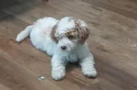 💙🐩💙Blue Merle girl 😍, a female Poodle - Toy  for sale in Hillsdale, MI – 3 of 5