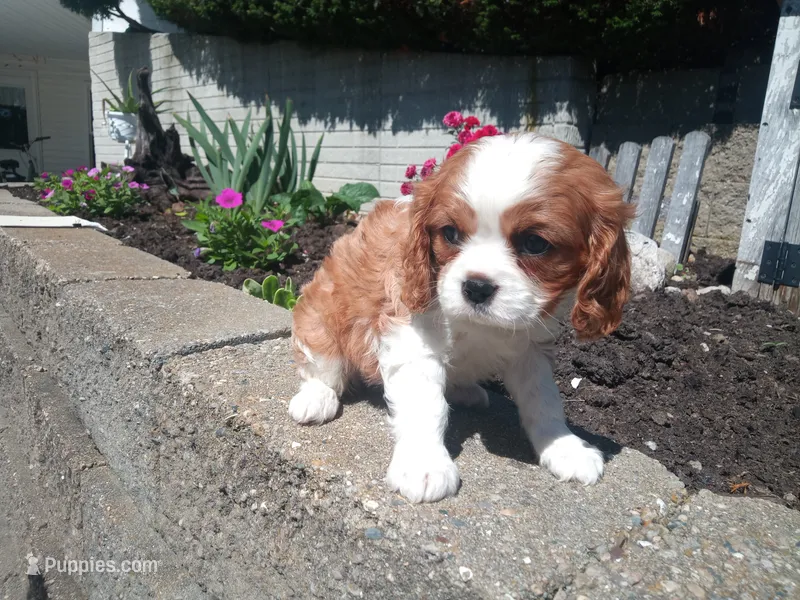 AKC Blenheim male  – Cavalier King Charles Spaniel puppy for sale in Hillsdale, MI