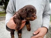 💕💙 little tike Chocolate cavapoo , a male Cavapoo for sale in Hillsdale, MI – 7 of 7