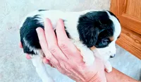 💙Tiny Tim (tiny man), a male Cavapoo for sale in Hillsdale, MI – 2 of 9
