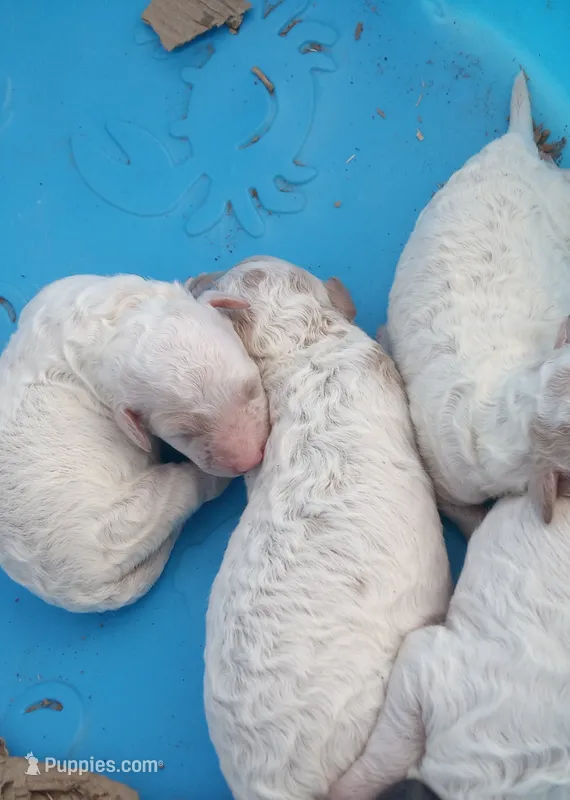 Tiny tim – Poodle - Toy  puppy for sale in Hillsdale, MI