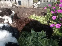 Hershey's dream girl , a female Cavapoo for sale in Hillsdale, MI – 4 of 7