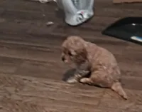 Lil' Easter, a female Cavapoo for sale in Hillsdale, MI – Photo 4 of 7