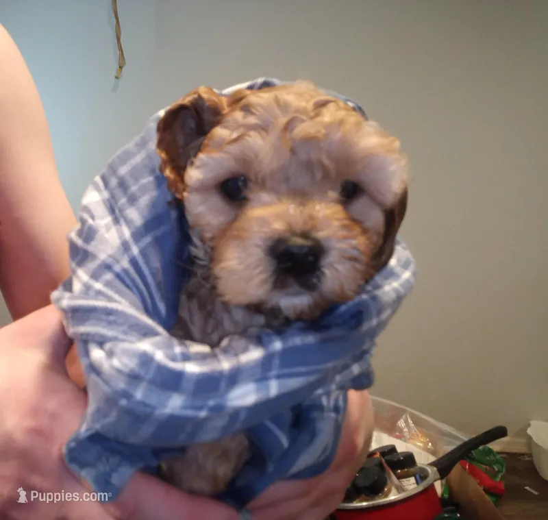 Lil' Easter – Cavapoo puppy for sale in Hillsdale, MI