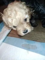 Lil' Easter, a female Cavapoo for sale in Hillsdale, MI – Photo 3 of 7