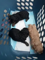 Lil' Easter, a female Cavapoo for sale in Montpelier, OH – Photo 2 of 2