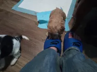 Lil' Easter, a female Cavapoo for sale in Hillsdale, MI – Photo 6 of 7