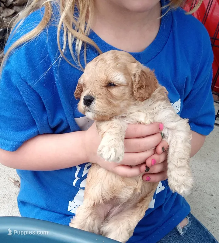 Lil' Easter – Cavapoo puppy for sale in Montpelier, OH