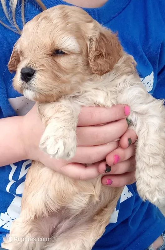 Lil' Easter – Cavapoo puppy for sale in Hillsdale, MI