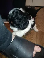 Lil' Easter, a female Cavapoo for sale in Hillsdale, MI – Photo 7 of 7