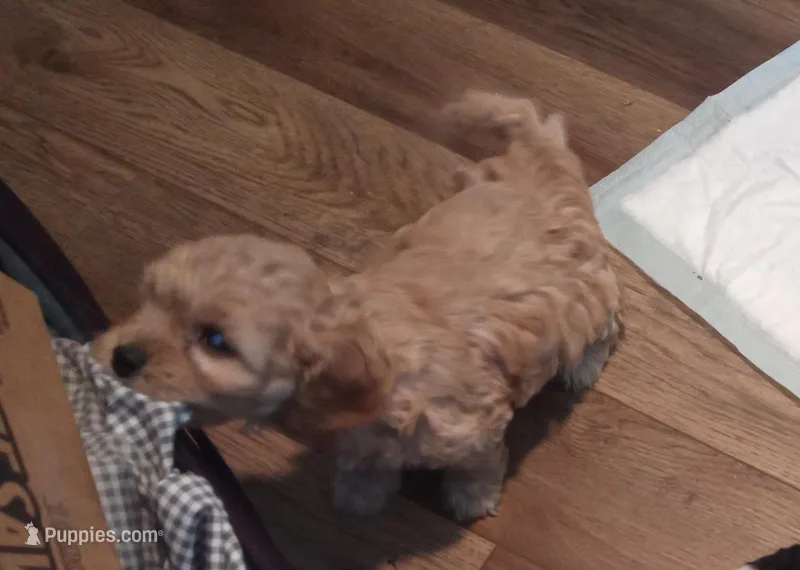 Lil' Easter – Cavapoo puppy for sale in Hillsdale, MI