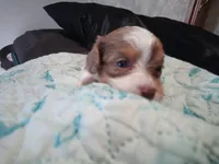 Cookies 🍪 merle, a female Cavapoo for sale in Hillsdale, MI – 8 of 8