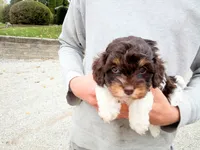 💖🤎💙 Chocolate cavapoo!! , a male Cavapoo for sale in Hillsdale, MI – 4 of 6