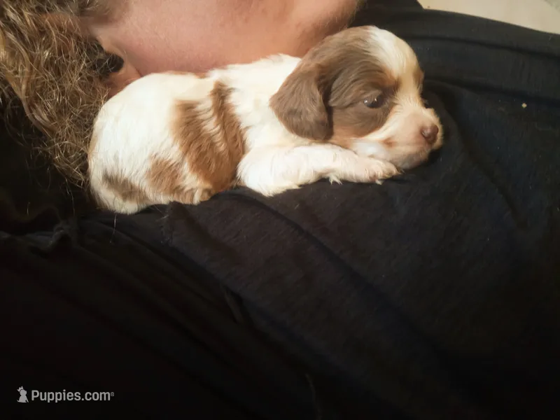 Cookies and cream 🍪 merle – Cavapoo puppy for sale in Hillsdale, MI