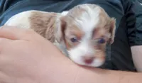Cookies 🍪 merle, a female Cavapoo for sale in Hillsdale, MI – 4 of 8