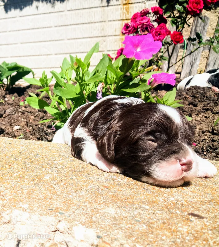 💕💙 Mini Mocha fcavapoo – Cavapoo puppy for sale in Hillsdale, MI