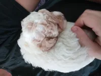🥰💕Light red merle , a male Poodle - Toy  for sale in Hillsdale, MI – 2 of 4