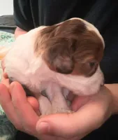 Lil' Doll🥰 choc. merle female , a female Cavapoo for sale in Hillsdale, MI – 7 of 7