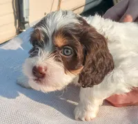 💙💙 Blue eyes 👀 Hershey's kiss , a male Cavapoo for sale in Hillsdale, MI – 1 of 6