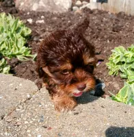 Hershey's dream girl , a female Cavapoo for sale in Hillsdale, MI – 5 of 7