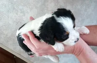 💙Tiny Tim (tiny man), a male Cavapoo for sale in Hillsdale, MI – 3 of 9