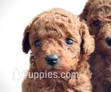 AKC toy male – Poodle - Toy  puppy for sale in Hillsdale, MI