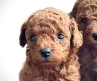 AKC toy male, a male Poodle - Toy  for sale in Hillsdale, MI – 1 of 1