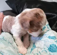 Cookies 🍪 merle, a female Cavapoo for sale in Hillsdale, MI – 5 of 8
