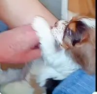 😍Blue eyes 👀 merle male💙💙, a male Cavapoo for sale in Hillsdale, MI – 5 of 10